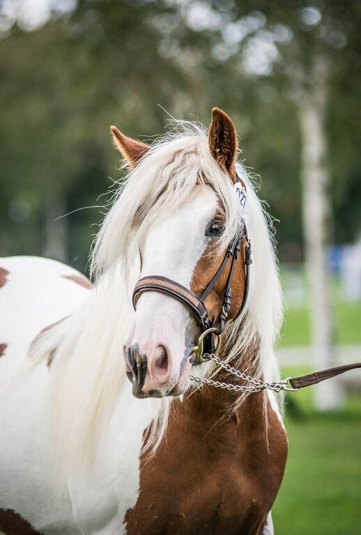 Irish Cob Dalsgaard´s Last Shadow - Store Hestedag 2015, blev nr. 1 (i Tinker Bedømmelsen) billede 2