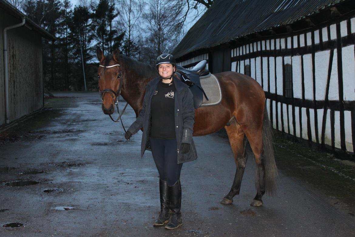 Dansk Varmblod Egelund yemen billede 3