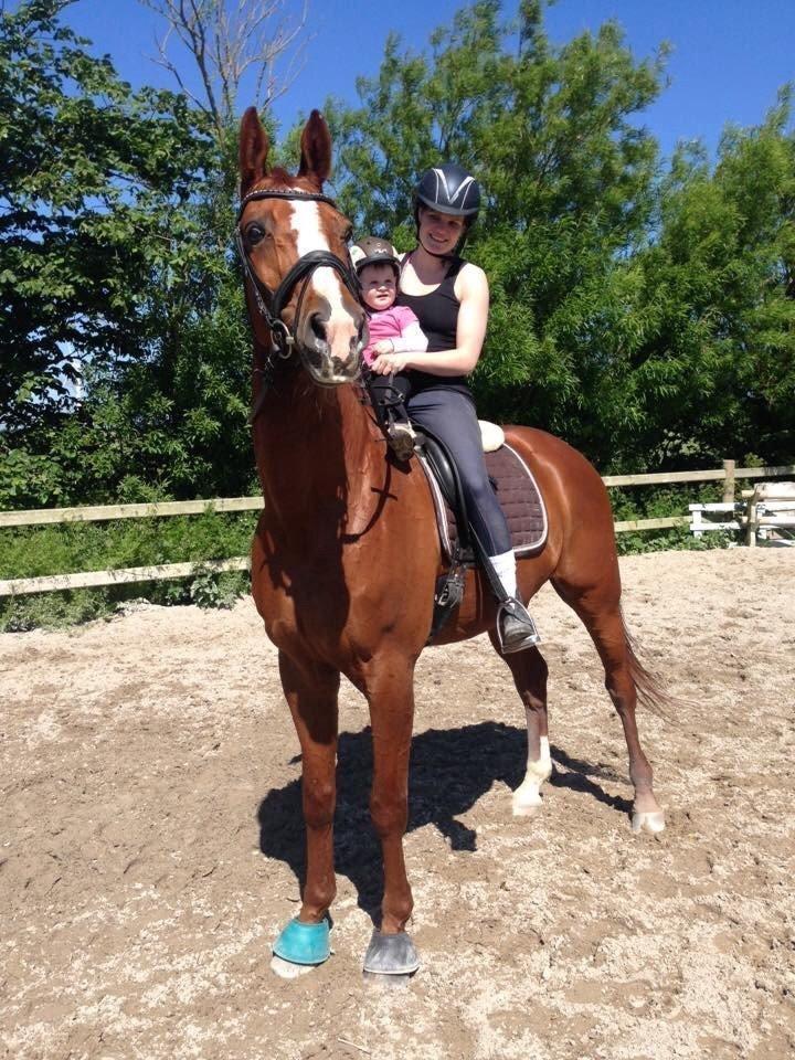 Dansk Varmblod Weltsieger - havde min lille pige med ud og passe Walle billede 8