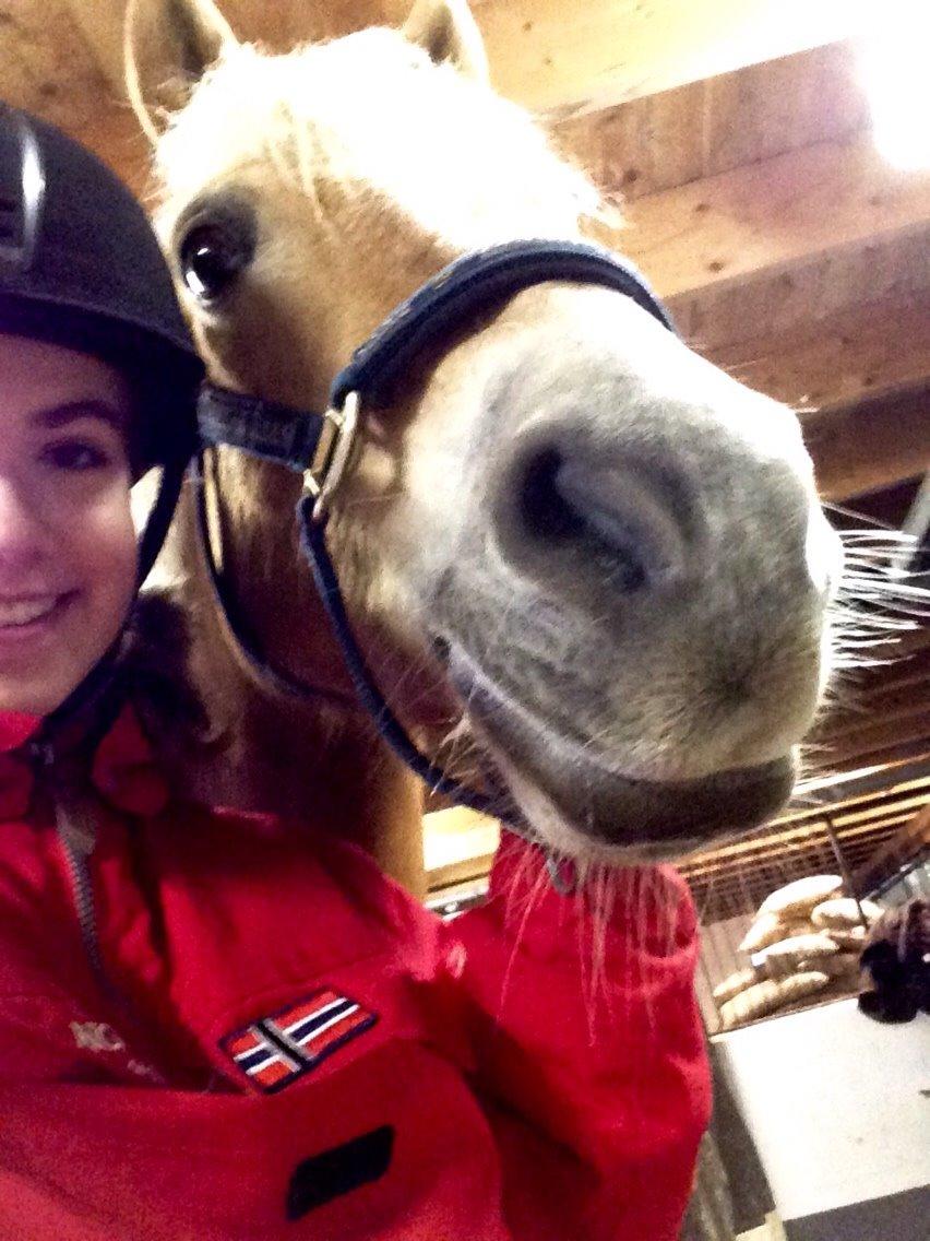 Haflinger Kløv's paxi billede 14