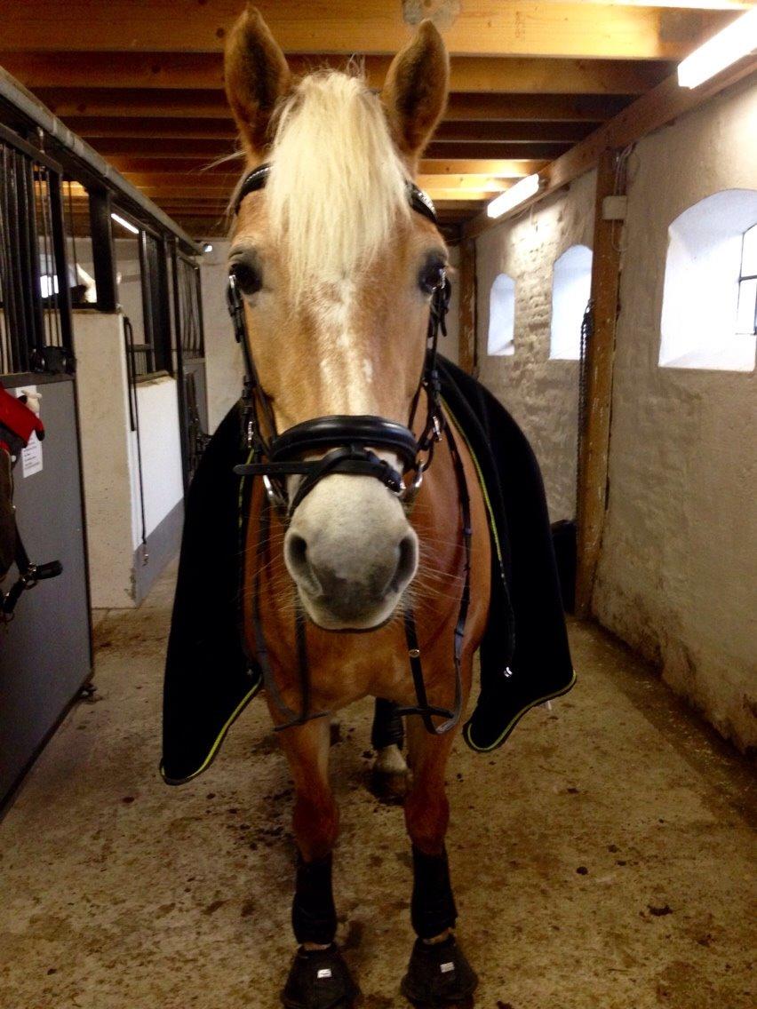Haflinger Kløv's paxi billede 20