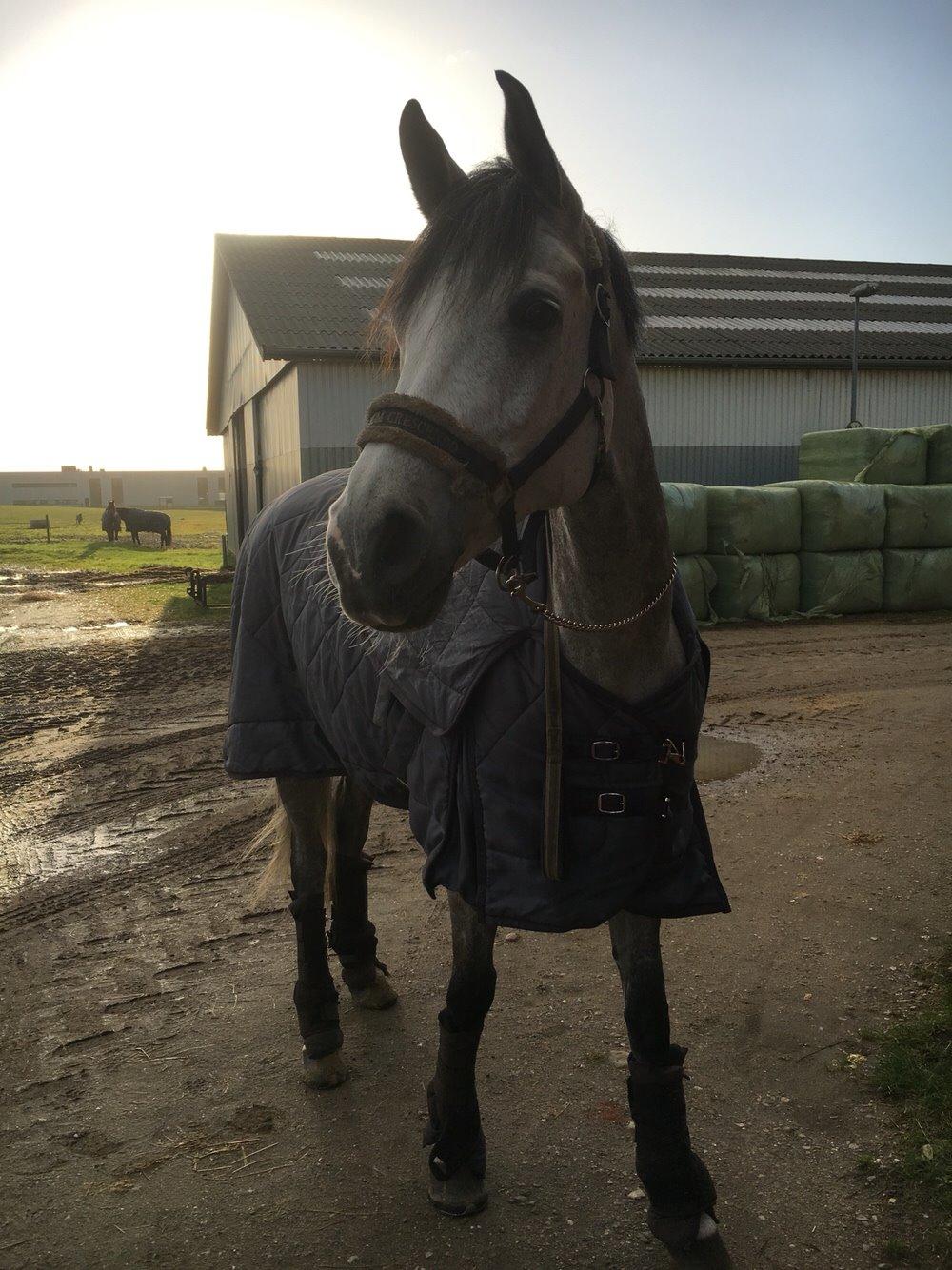 Anden særlig race Simpson billede 5