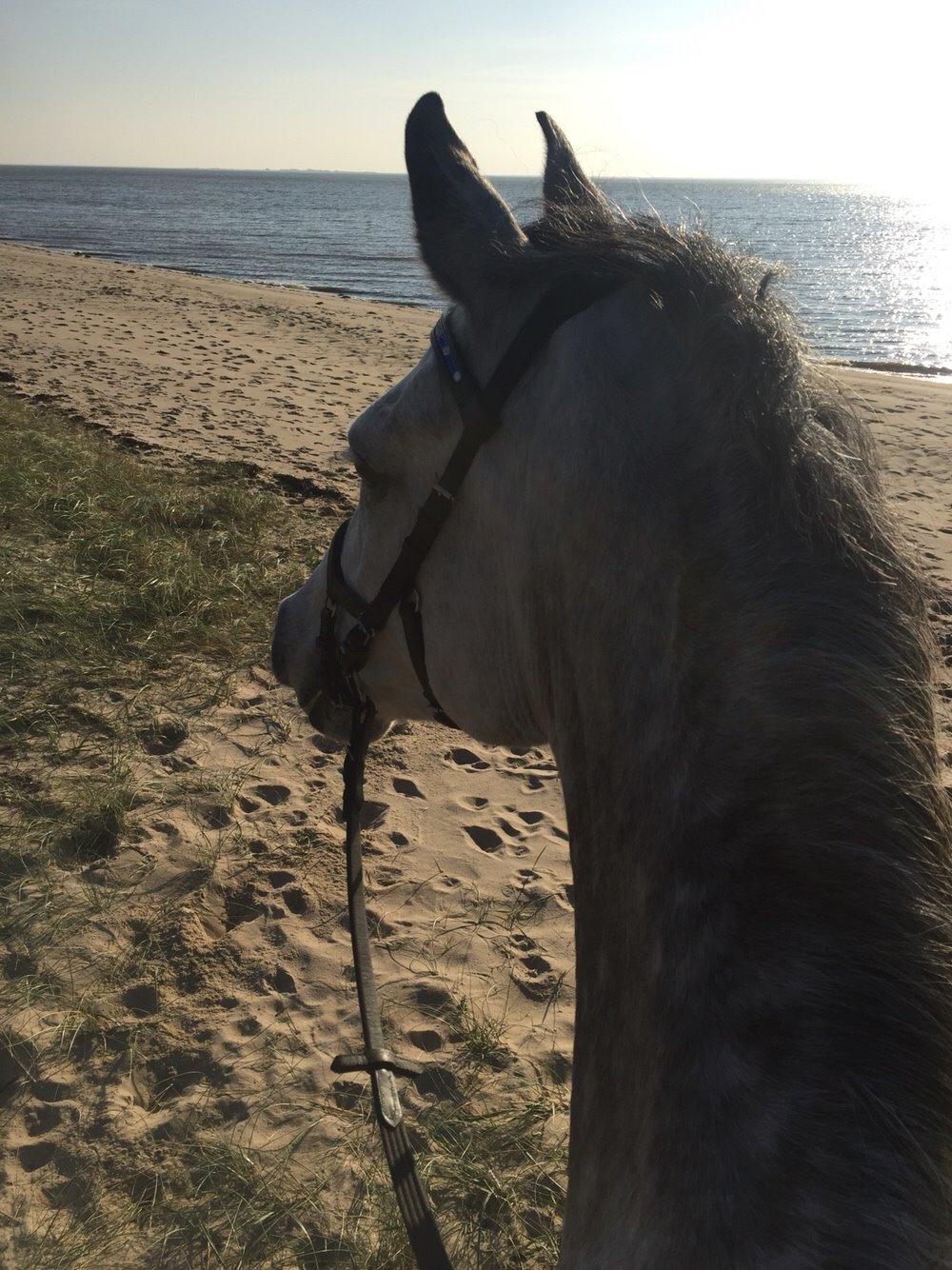 Anden særlig race Simpson billede 9