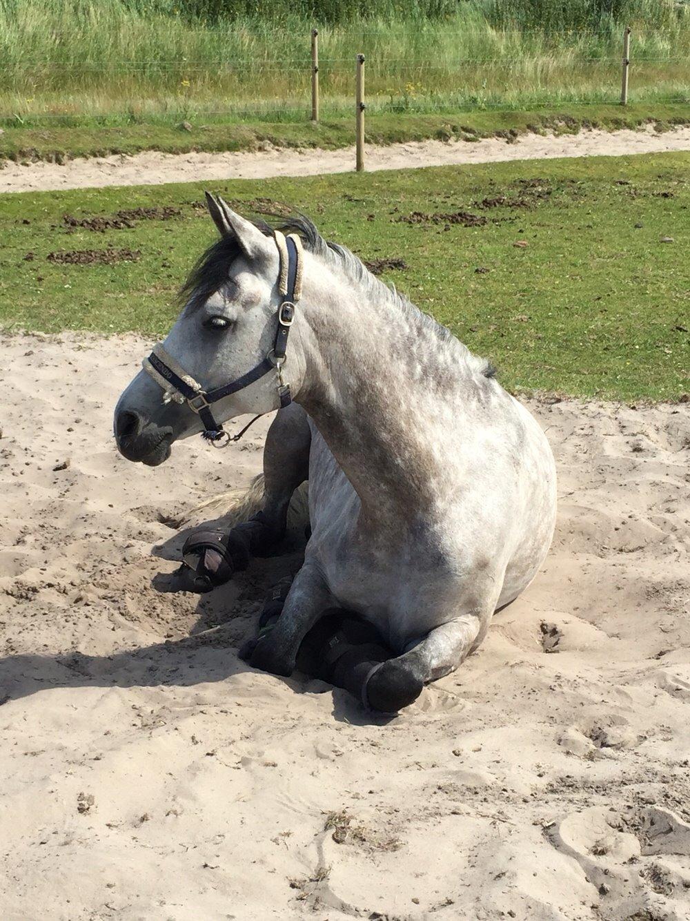 Anden særlig race Simpson billede 11