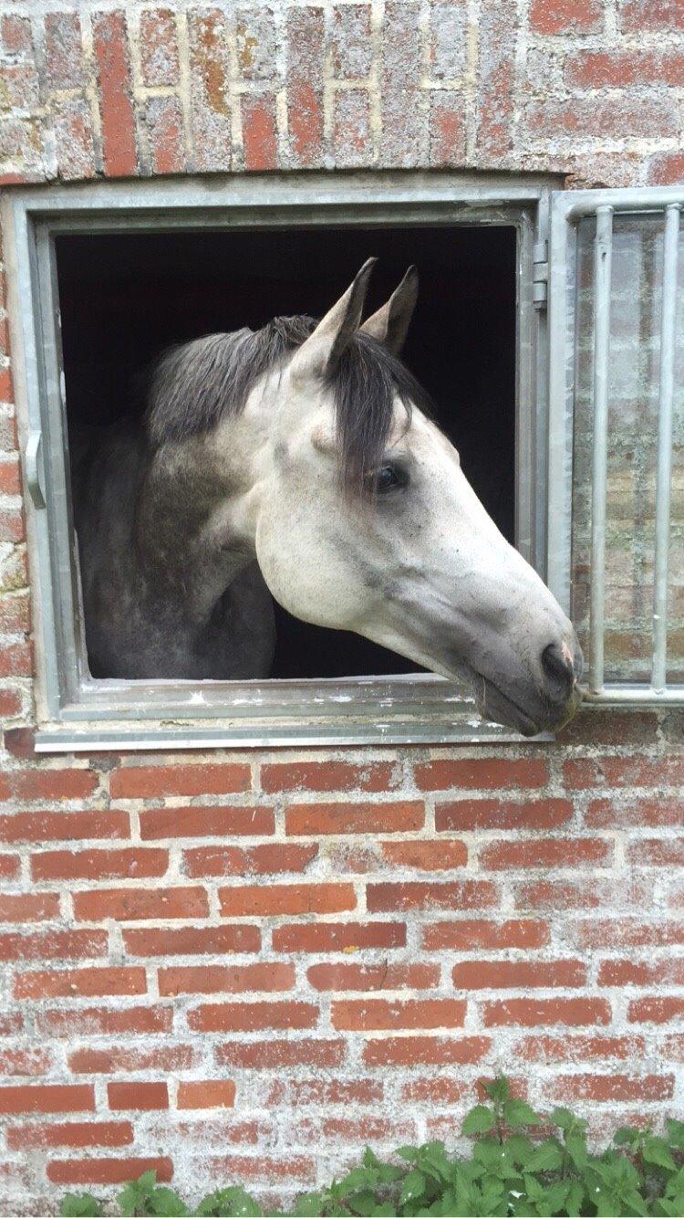 Anden særlig race Simpson billede 13