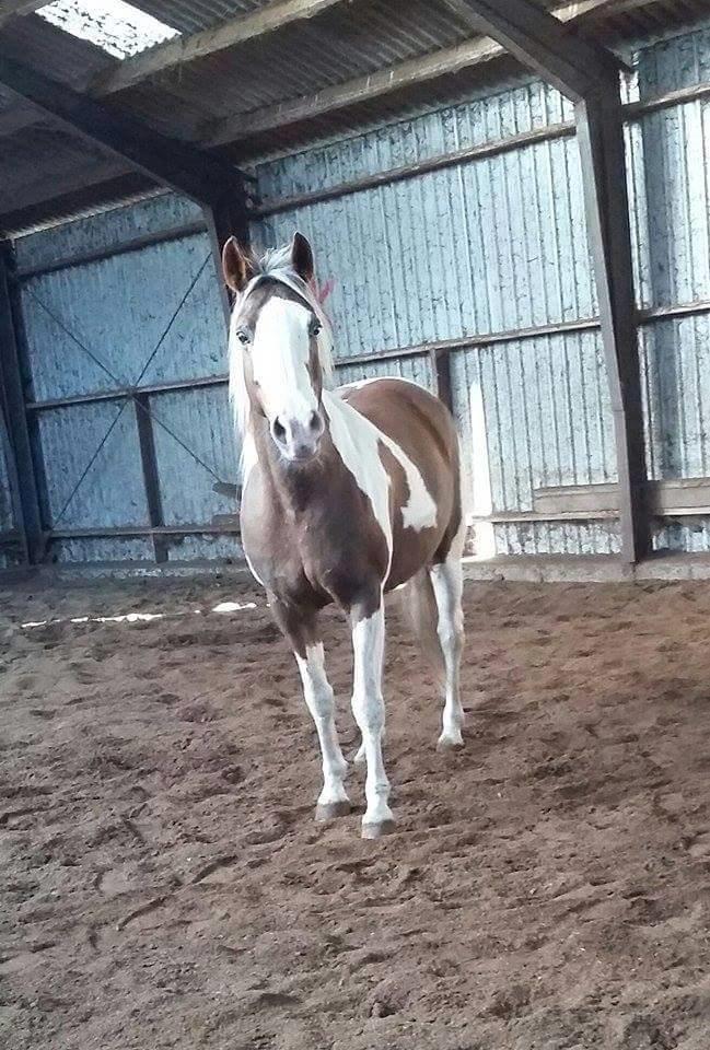 Pinto Ducati - en dag løs i hallen :-) billede 4