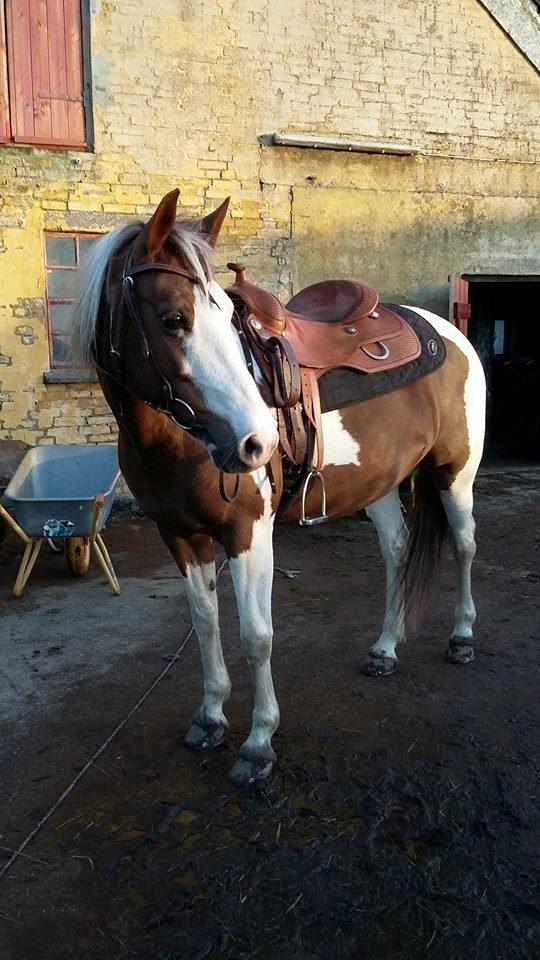 Pinto Ducati - Ducati med sit westernudstyr billede 3