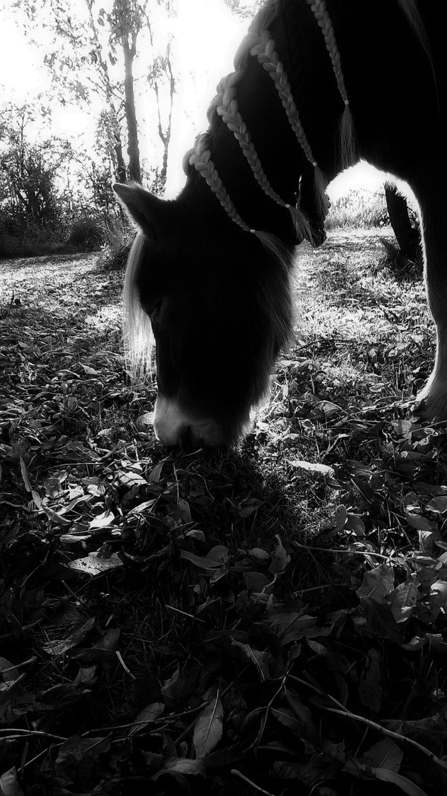 Shetlænder Walentin - Halloween d; billede 12