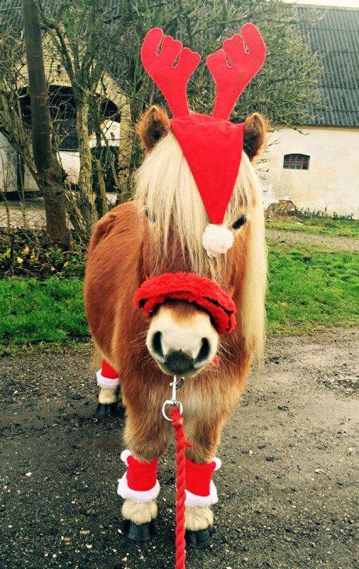 Shetlænder Walentin - Lidt mere jul 2015 billede 14