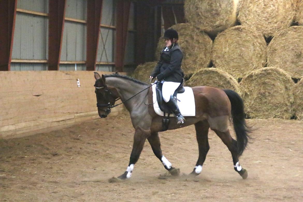 Anden særlig race Kokholms calypso billede 21