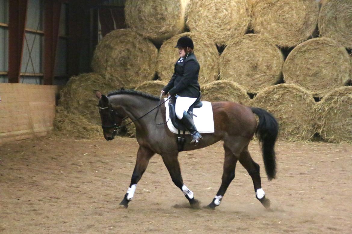 Anden særlig race Kokholms calypso billede 22