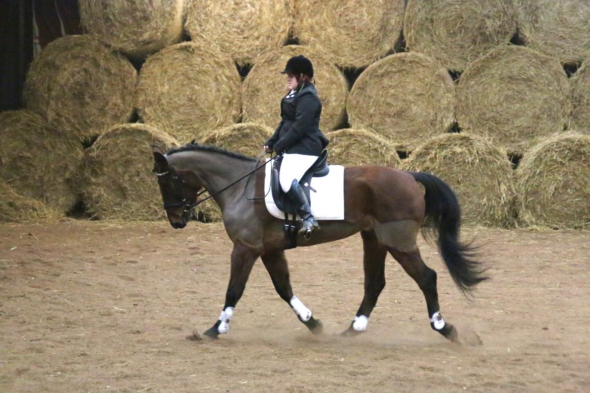 Anden særlig race Kokholms calypso billede 23