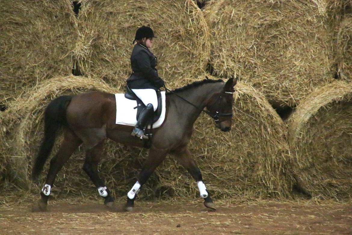 Anden særlig race Kokholms calypso billede 24