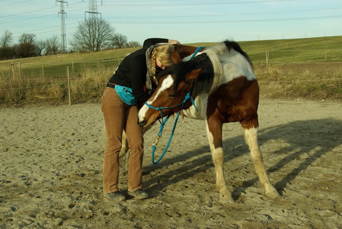 Pinto Prinsesse Padmé billede 2