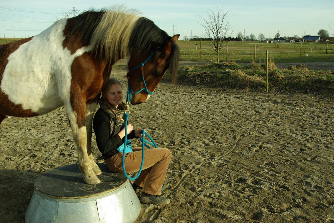 Pinto Prinsesse Padmé billede 3