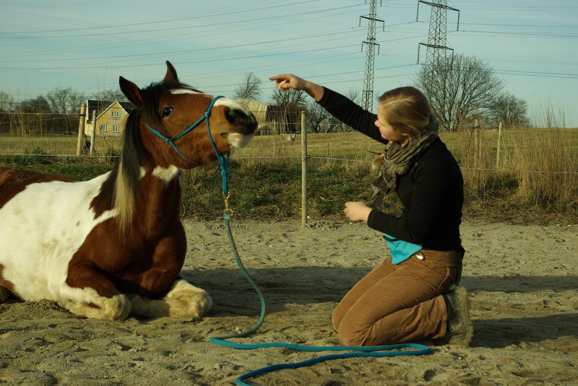 Pinto Prinsesse Padmé billede 4