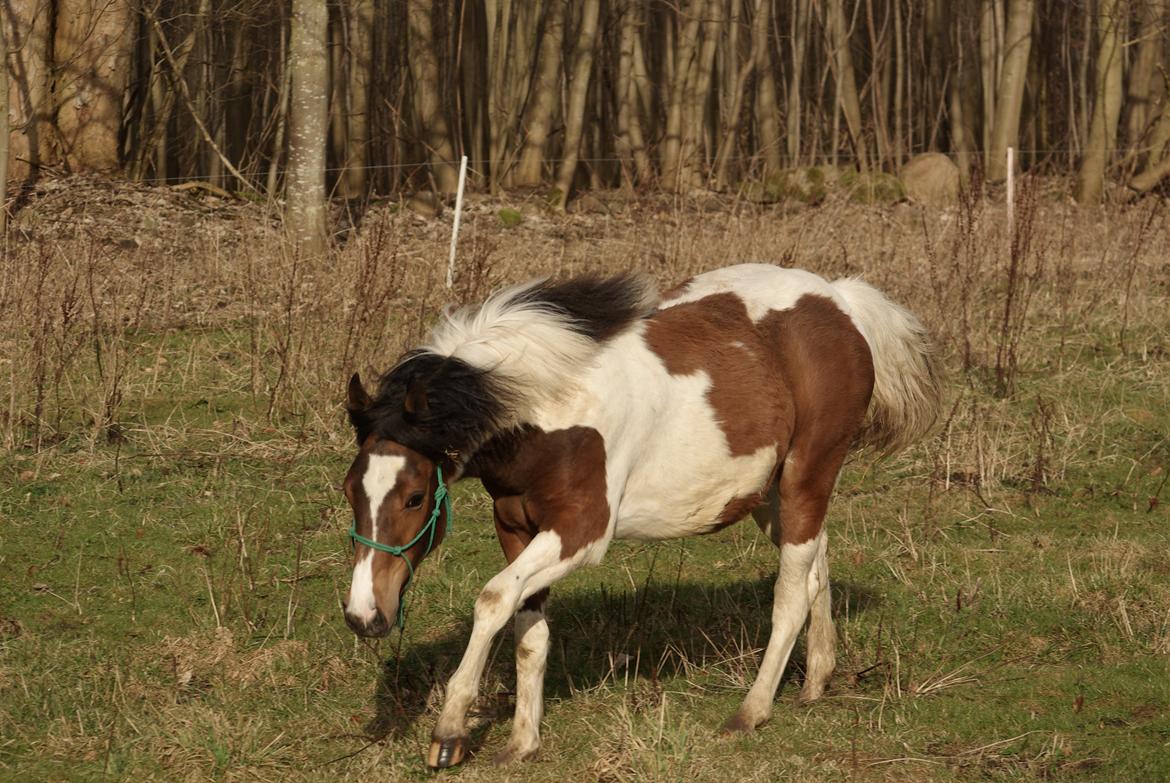 Pinto Prinsesse Padmé billede 5