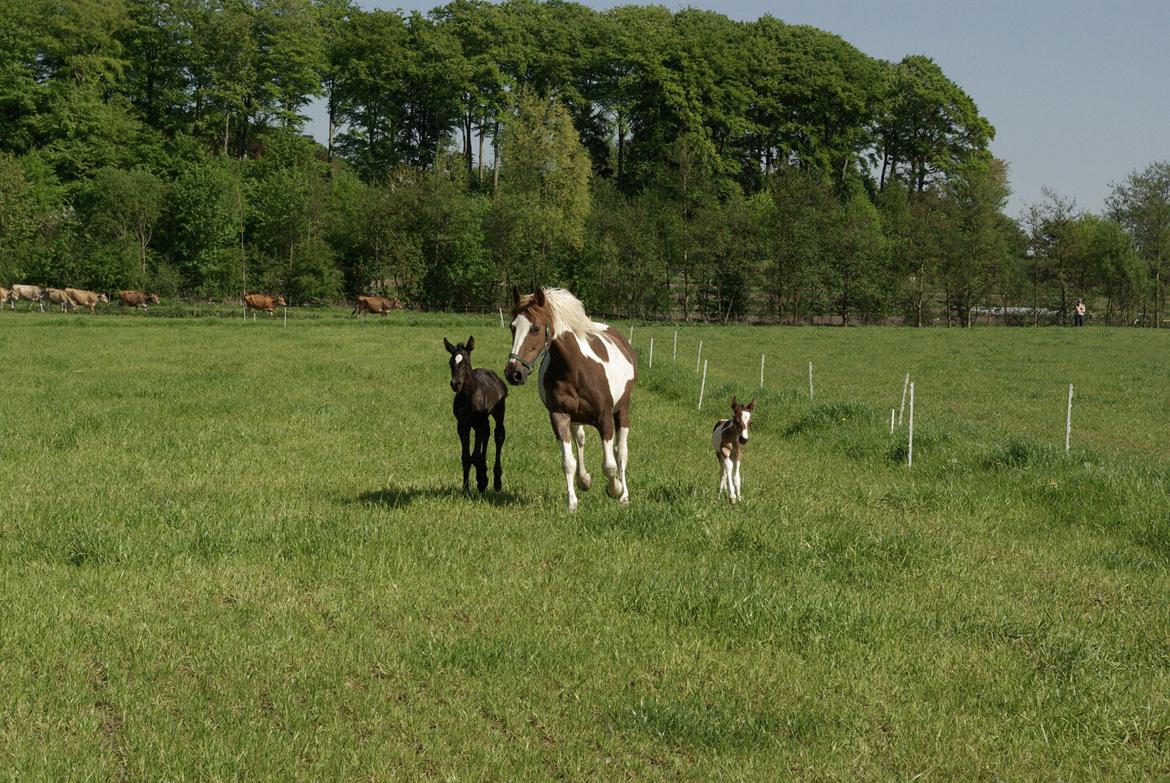 Pinto Prinsesse Padmé billede 6