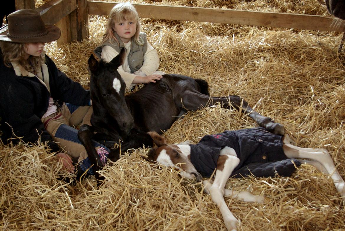 Pinto Prinsesse Padmé billede 7