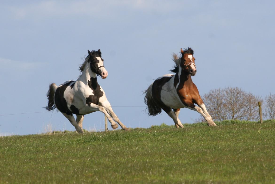 Pinto Prinsesse Padmé billede 8