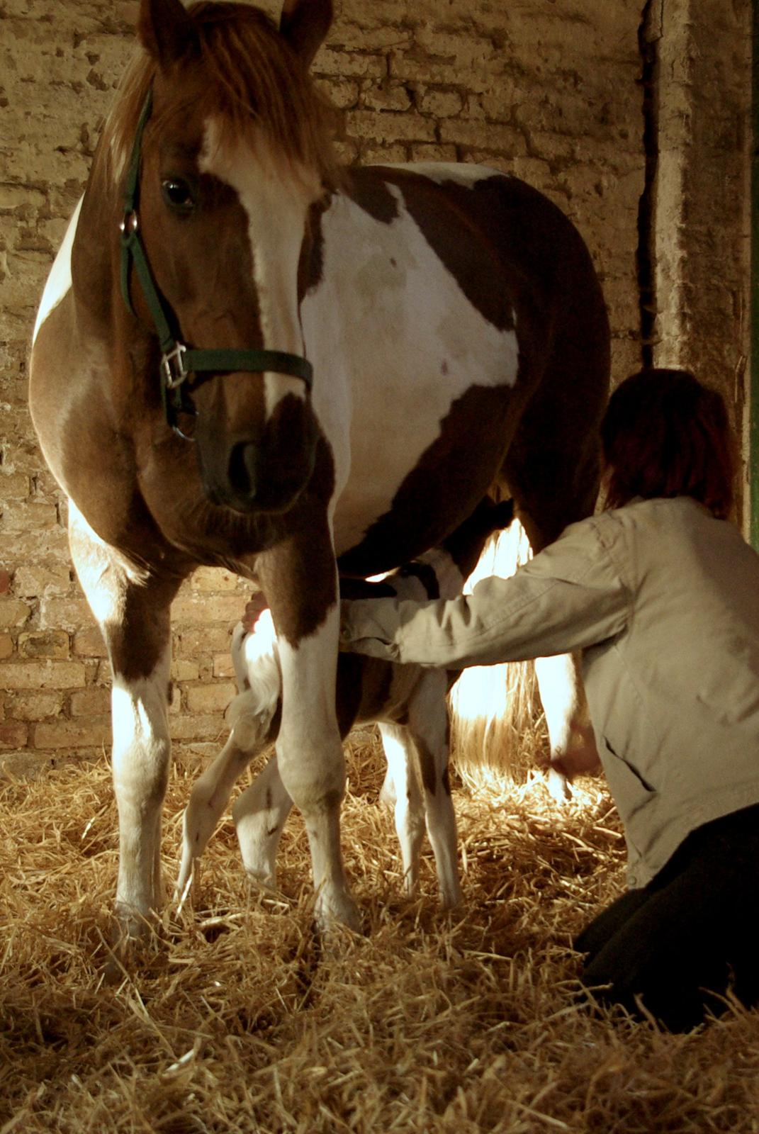 Pinto Prinsesse Padmé billede 9