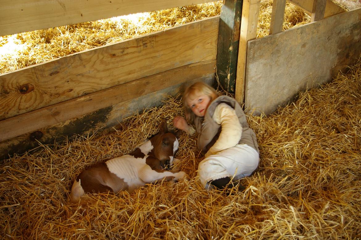 Pinto Prinsesse Padmé billede 11