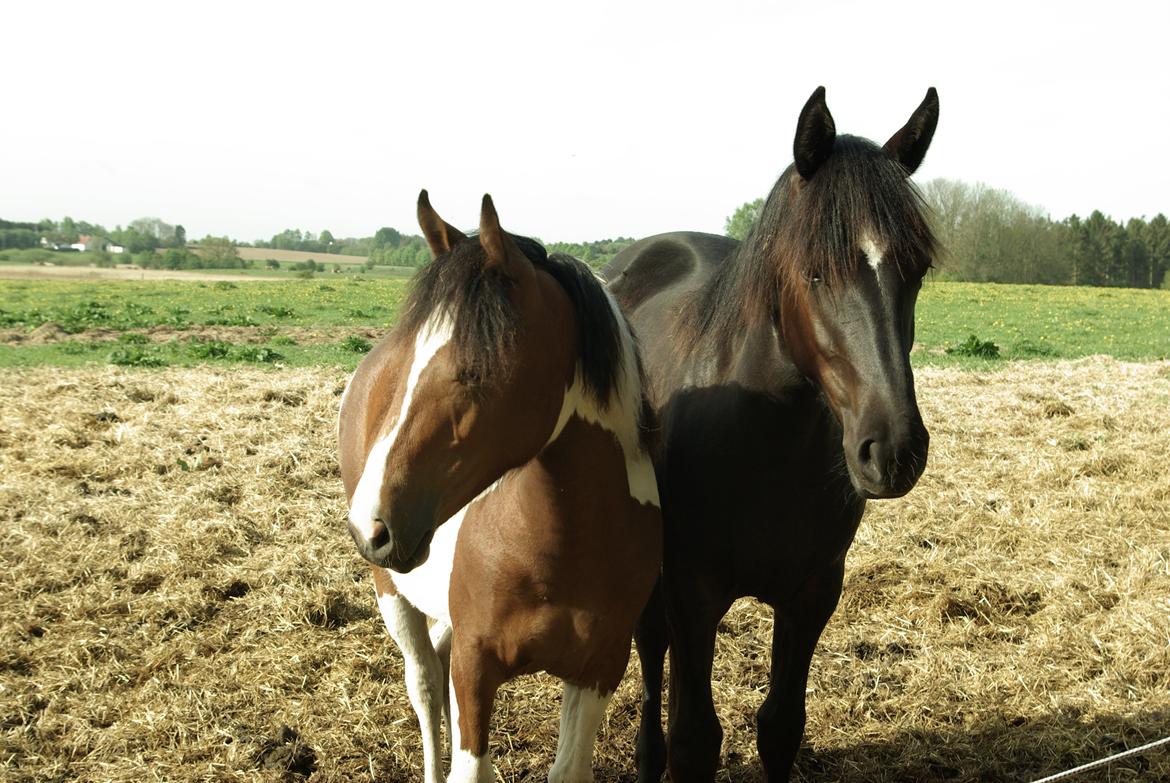 Pinto Prinsesse Padmé billede 12