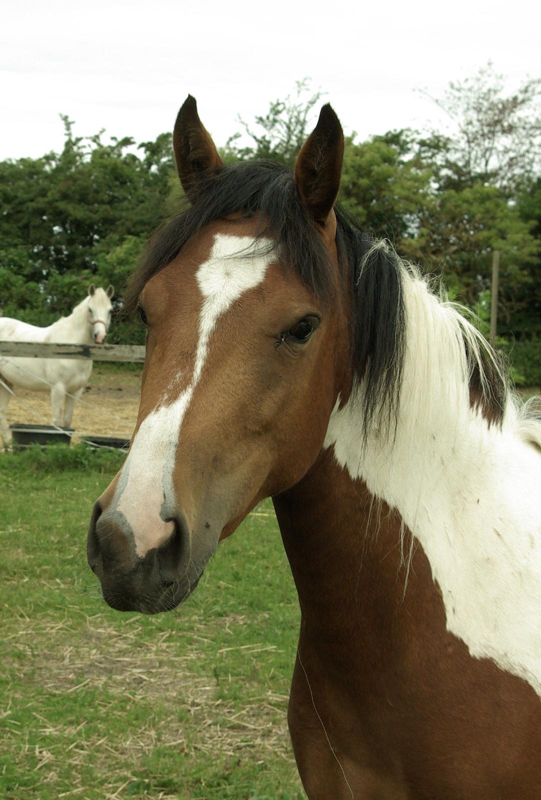 Pinto Prinsesse Padmé billede 13