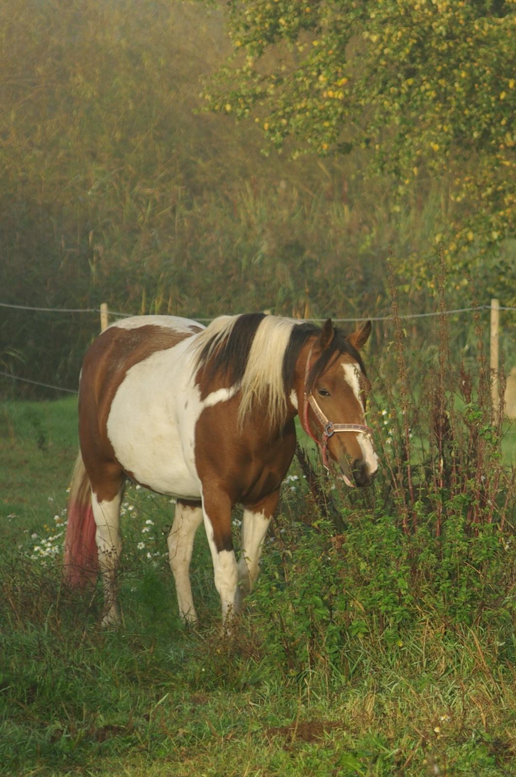 Pinto Prinsesse Padmé billede 14