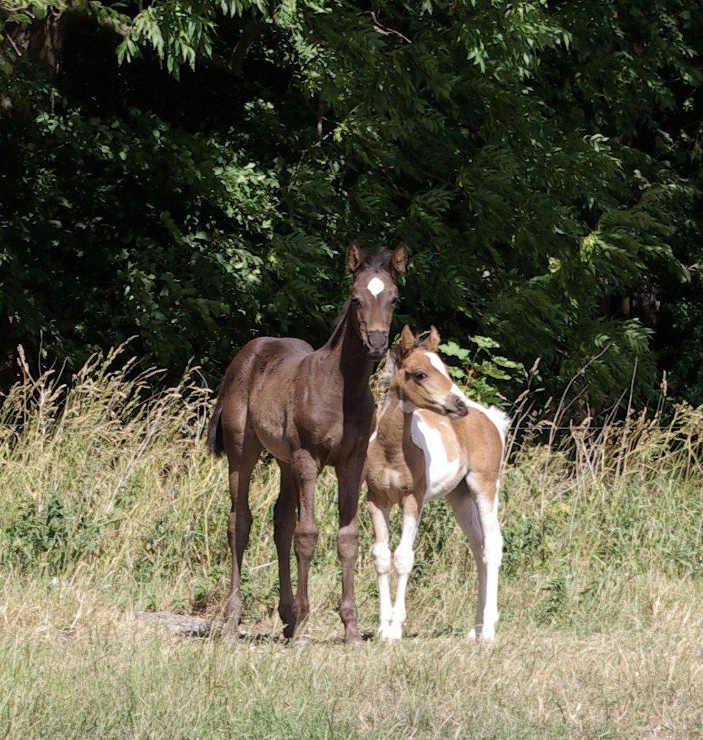 Pinto Prinsesse Padmé billede 15