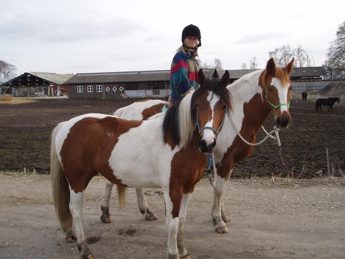 Pinto Prinsesse Padmé billede 16