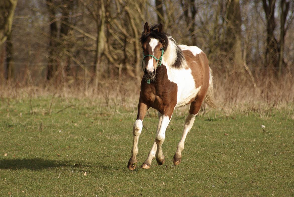 Pinto Prinsesse Padmé billede 17