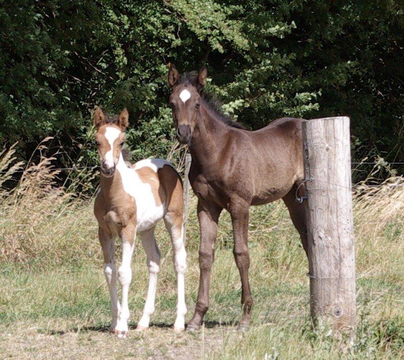 Pinto Prinsesse Padmé billede 19