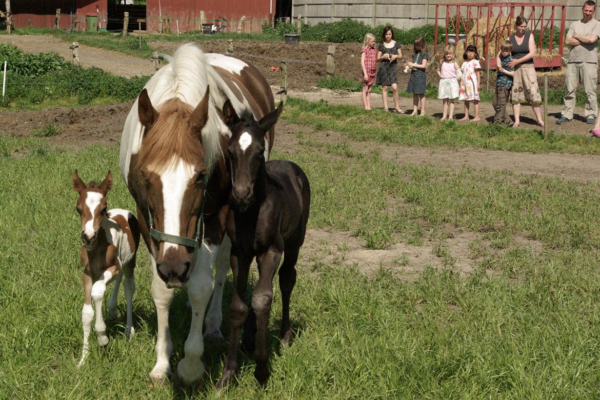 Pinto Prinsesse Padmé billede 18