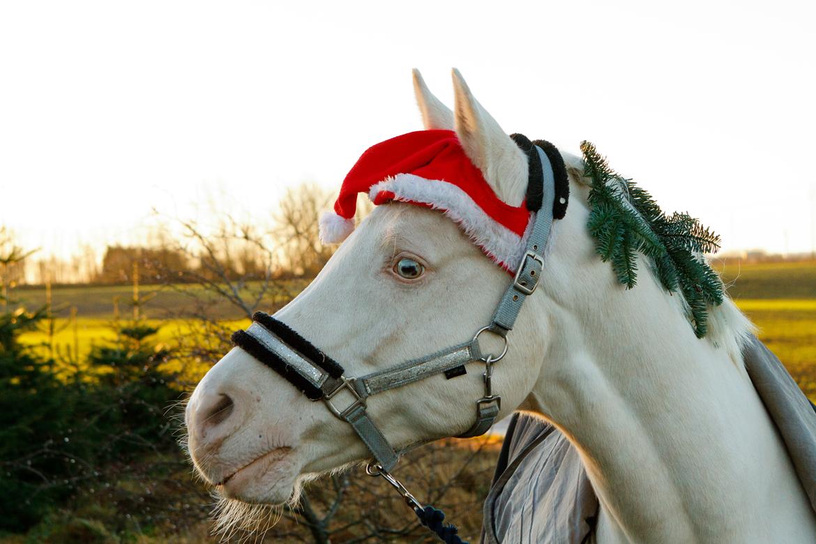 Palomino Moonhaze Silver Spiral billede 15