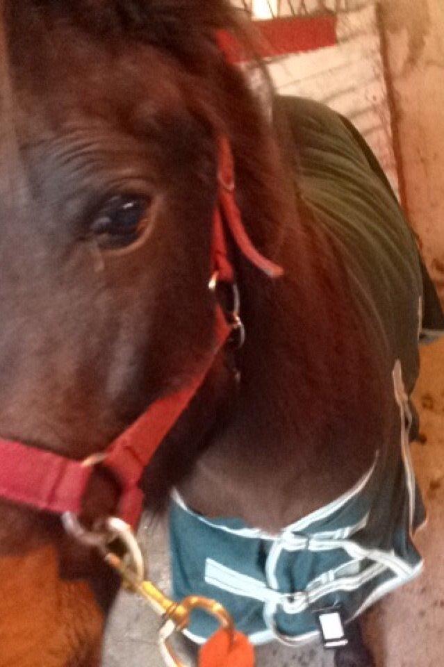 Pinto One Spot (Himmelhest) billede 13