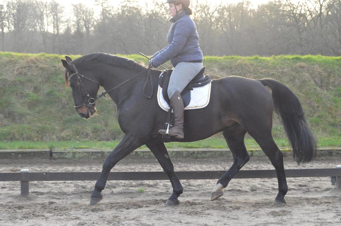 Oldenborg Santos af birkelund - Fotograf: Mie Pedersen billede 17