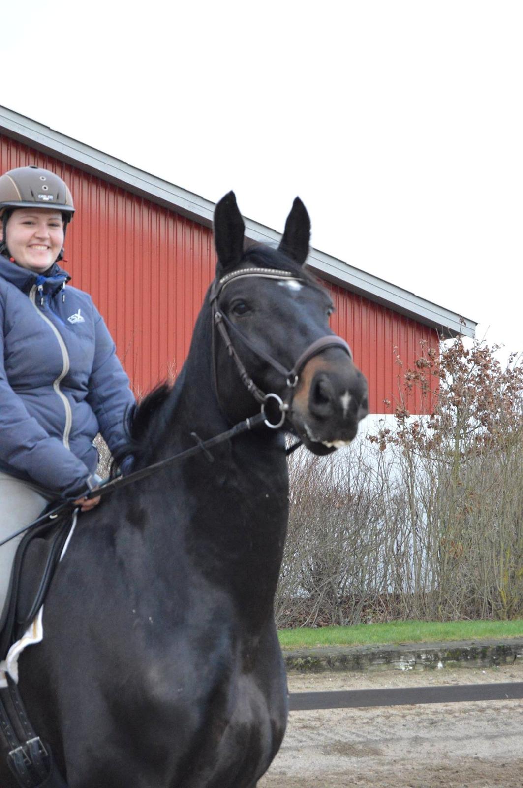 Oldenborg Santos af birkelund - Fotograf: Mie Pedersen billede 18