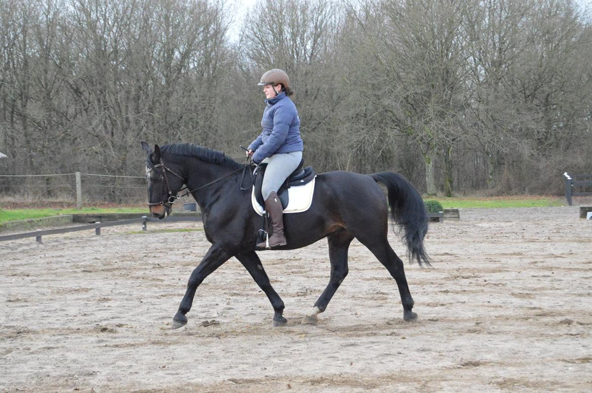Oldenborg Santos af birkelund - Fotograf: Mie Pedersen billede 19