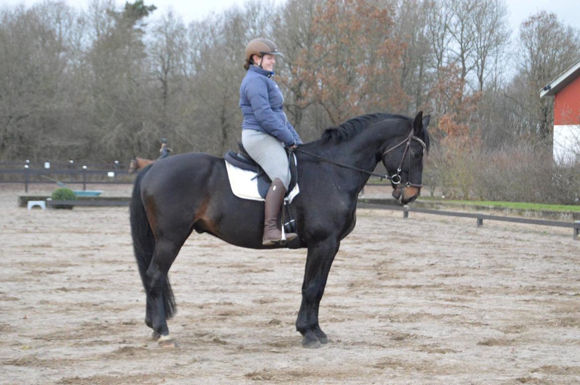Oldenborg Santos af birkelund - Fotograf: Mie Pedersen billede 20