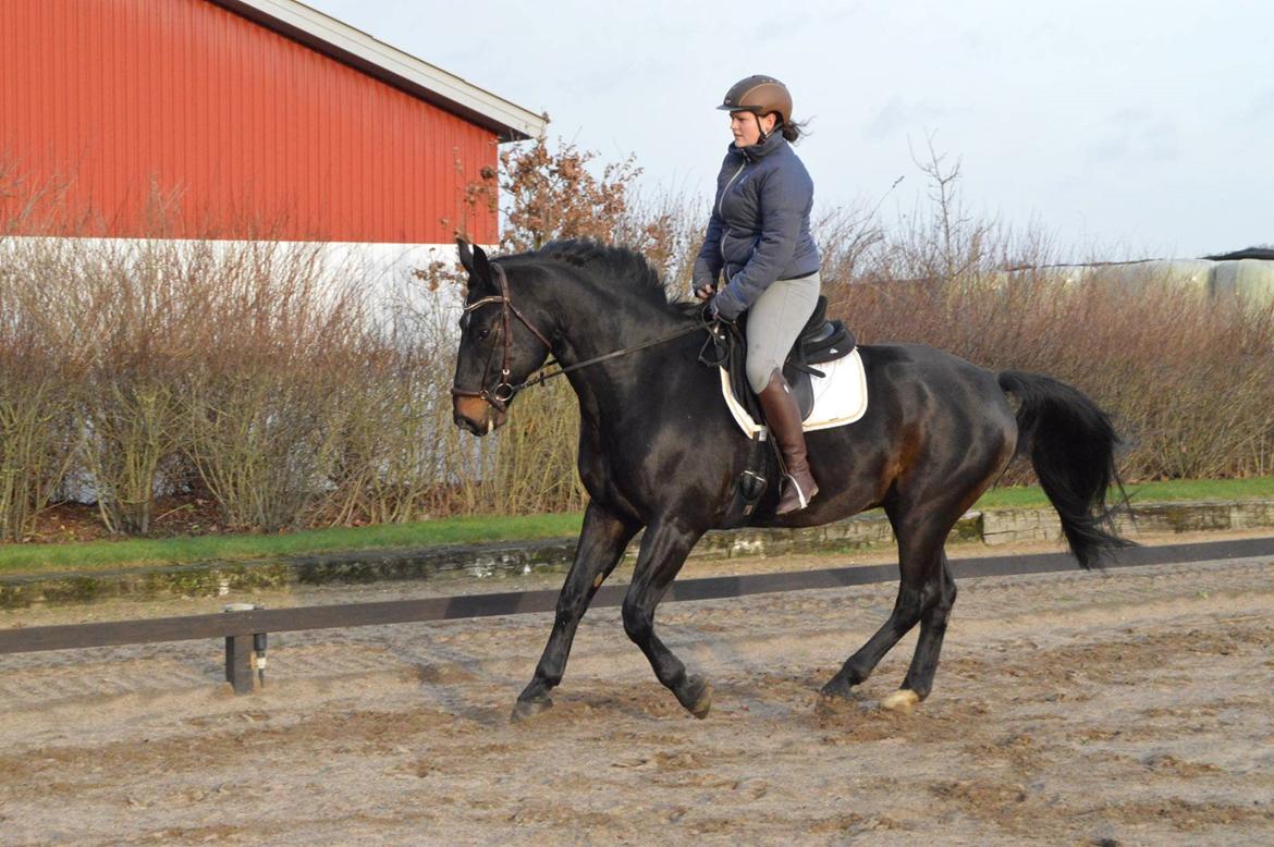 Oldenborg Santos af birkelund - Fotograf: Mie Pedersen billede 21