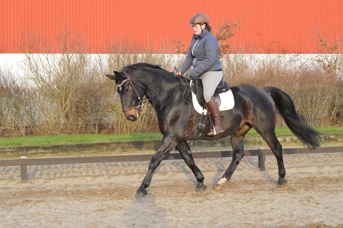 Oldenborg Santos af birkelund - Fotograf: Mie Pedersen billede 7