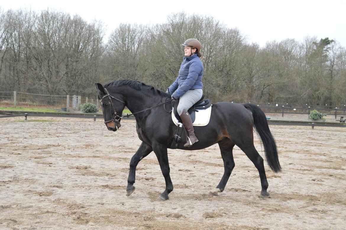 Oldenborg Santos af birkelund - Fotograf: Mie Pedersen billede 16