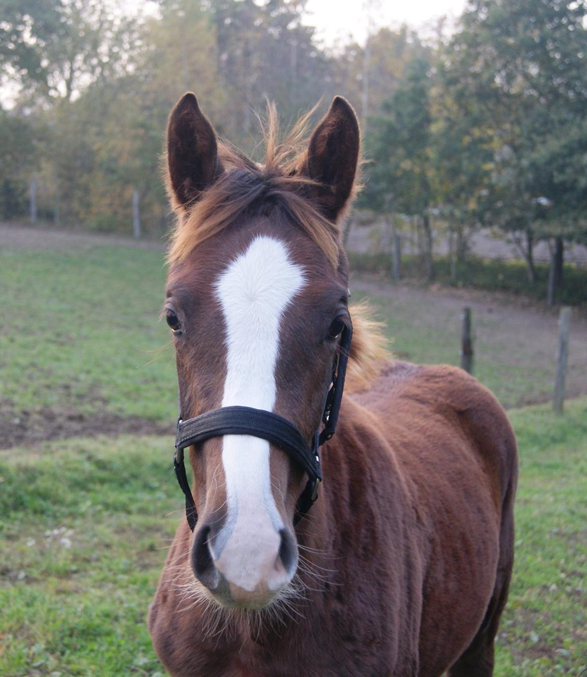 Dansk Varmblod Gørklintgårds Gratia - Fra den 31/10, første dag ude på folden. Dagen efter vi hentede hende hjem :-) billede 2