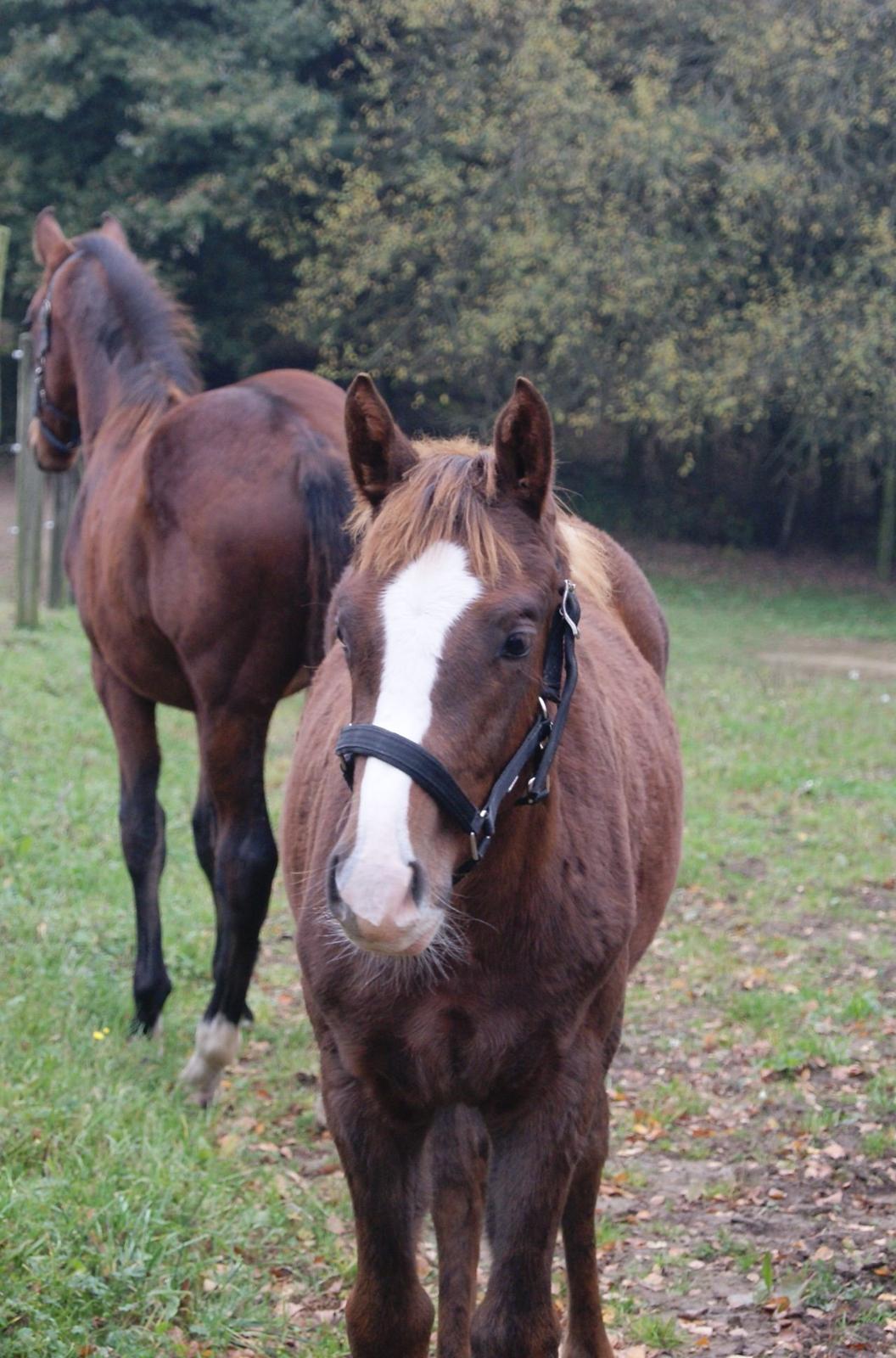 Dansk Varmblod Gørklintgårds Gratia - 31/10-2015 billede 5