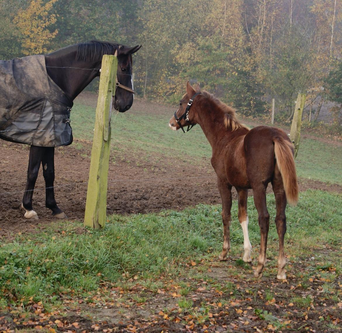Dansk Varmblod Gørklintgårds Gratia - 31/10-2015  billede 3