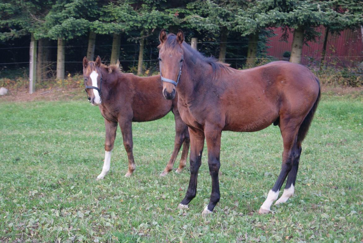 Dansk Varmblod Gørklintgårds Gratia - 31/10-2015 sammen med sin buddy "Esmo", dengang som hingst billede 6
