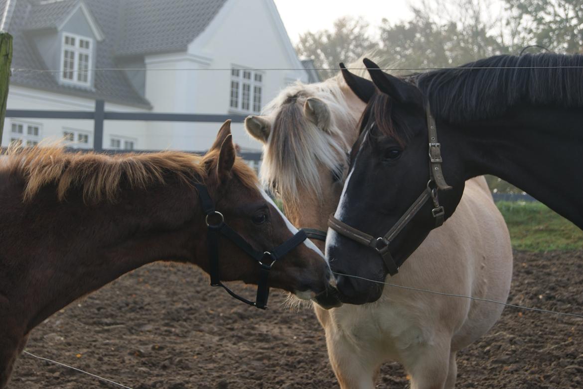 Dansk Varmblod Gørklintgårds Gratia - 31/10-2015 billede 4