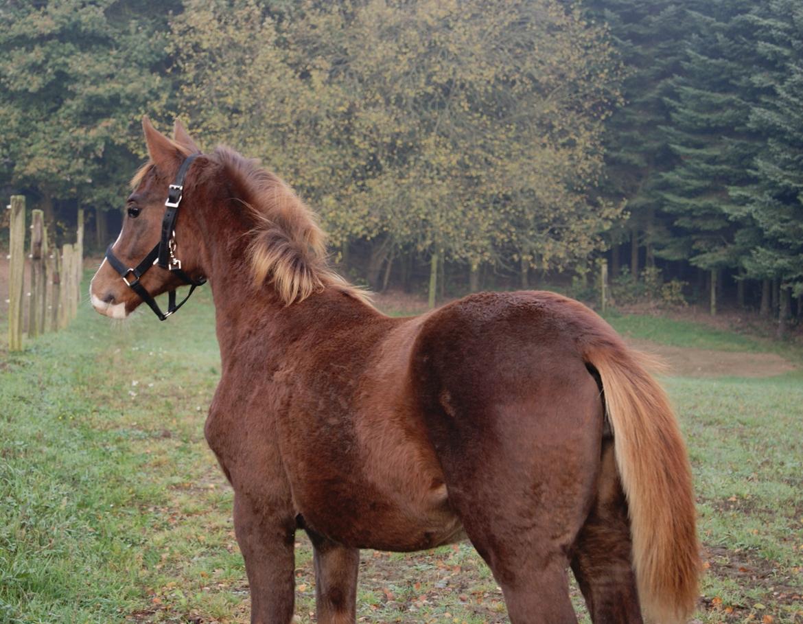 Dansk Varmblod Gørklintgårds Gratia - Grethes første dag hos os, 31/10-2015 billede 11