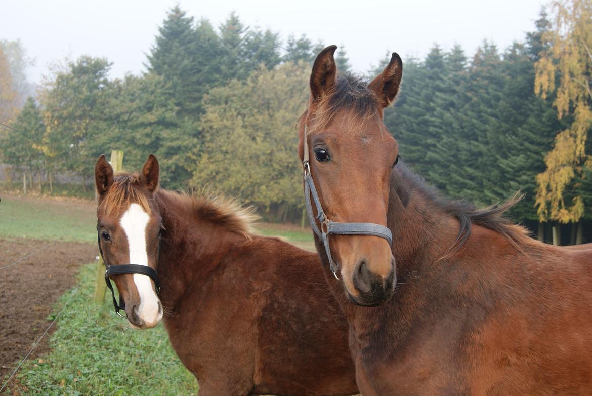 Dansk Varmblod Gørklintgårds Gratia - 31/10-2015 billede 7